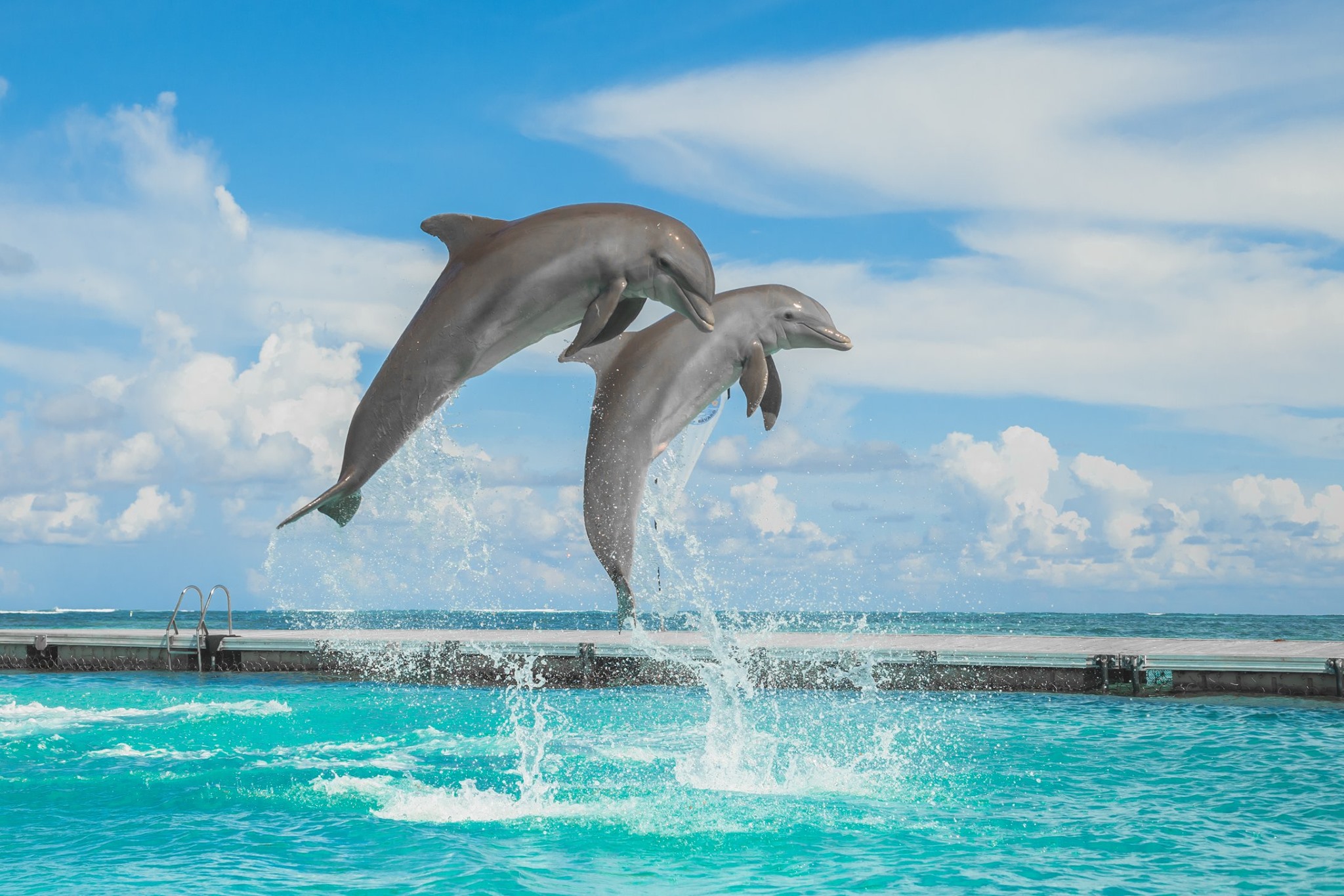 Dolphin Island