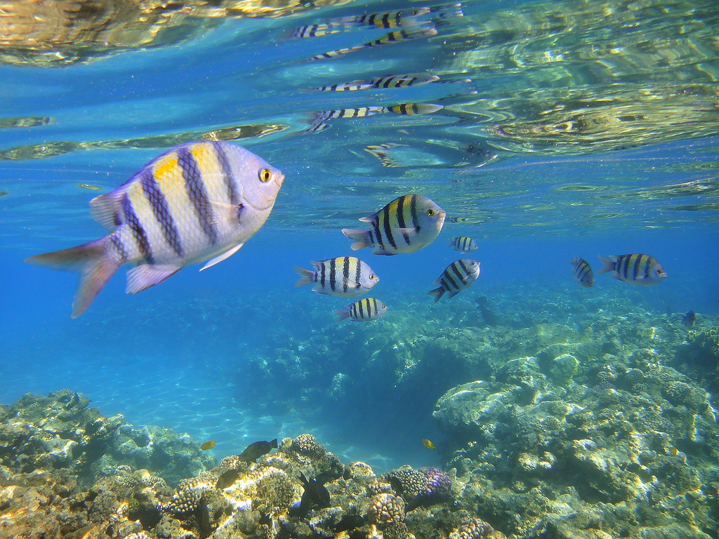 sosua-snorkeling