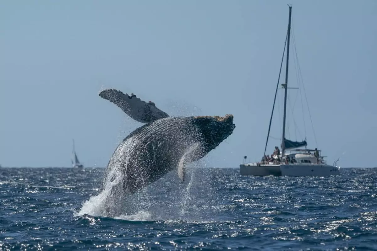 whale-watching-in-the-dominican-republic_samana-bay