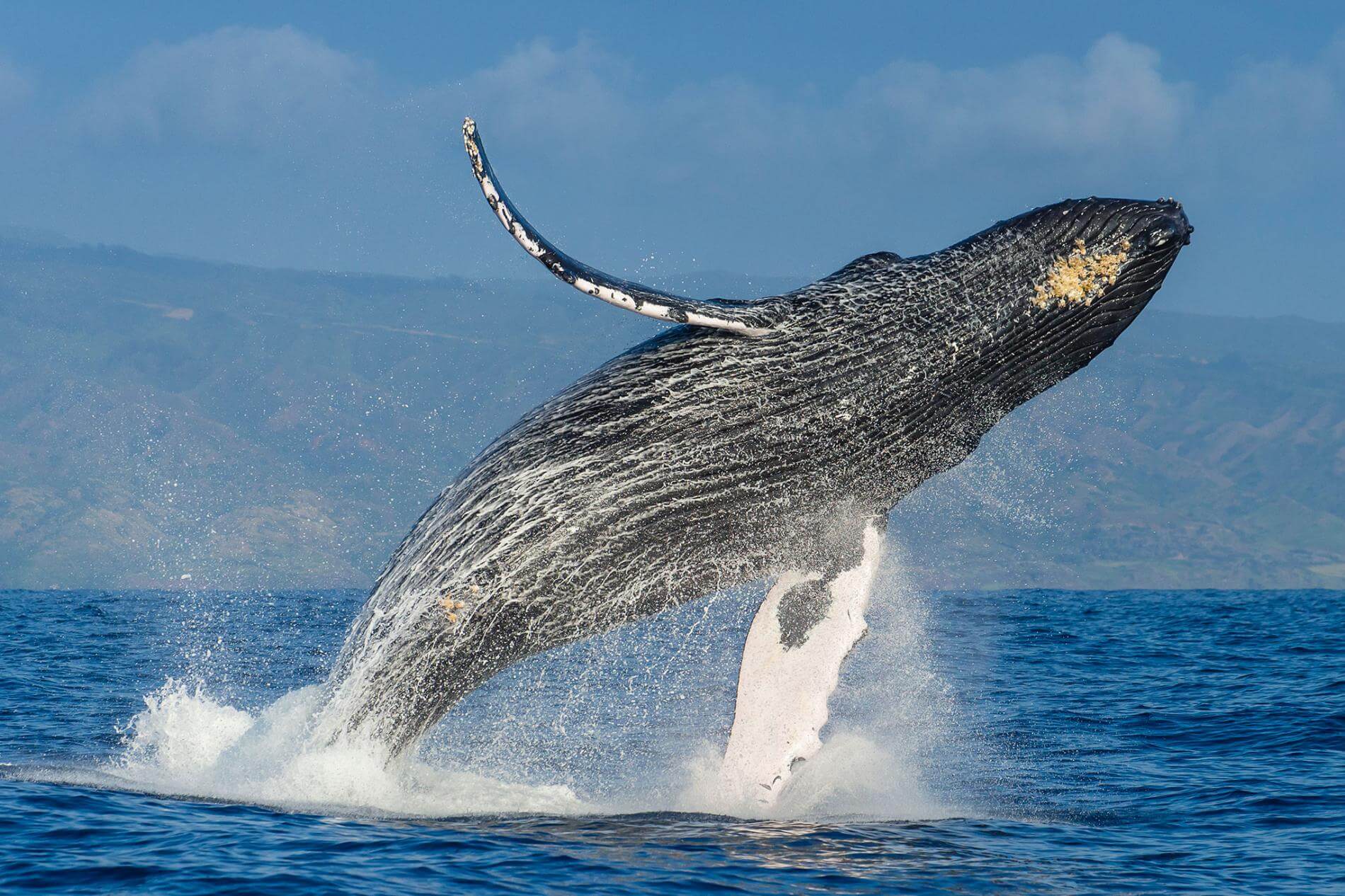 whales-1
