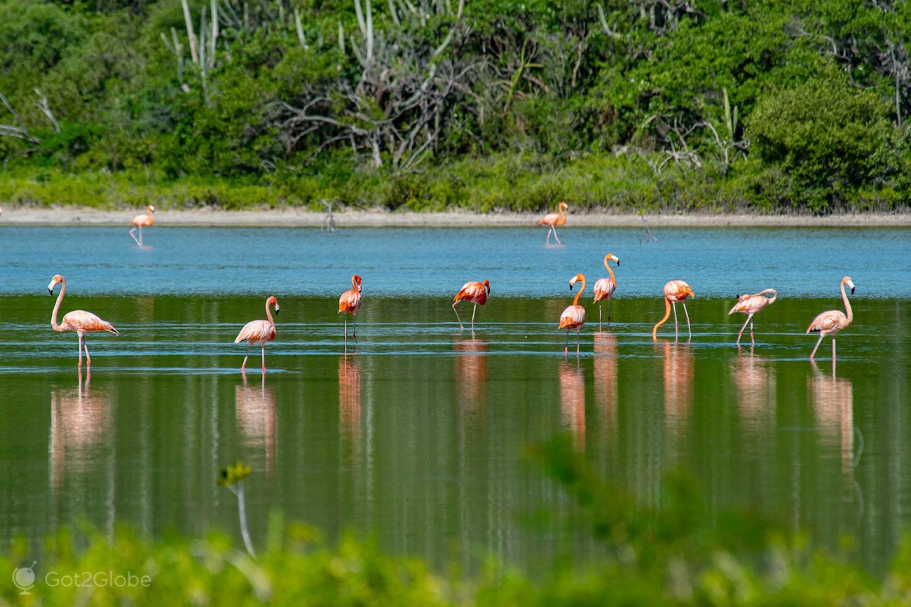 Flamingos-Laguna-Oviedo-Republica-Dominicana