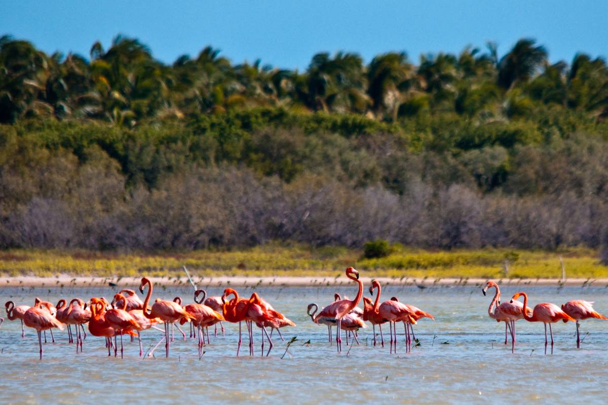 Flamingos-Oviedo-Lagoon-1