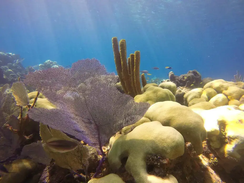 catalina island diving