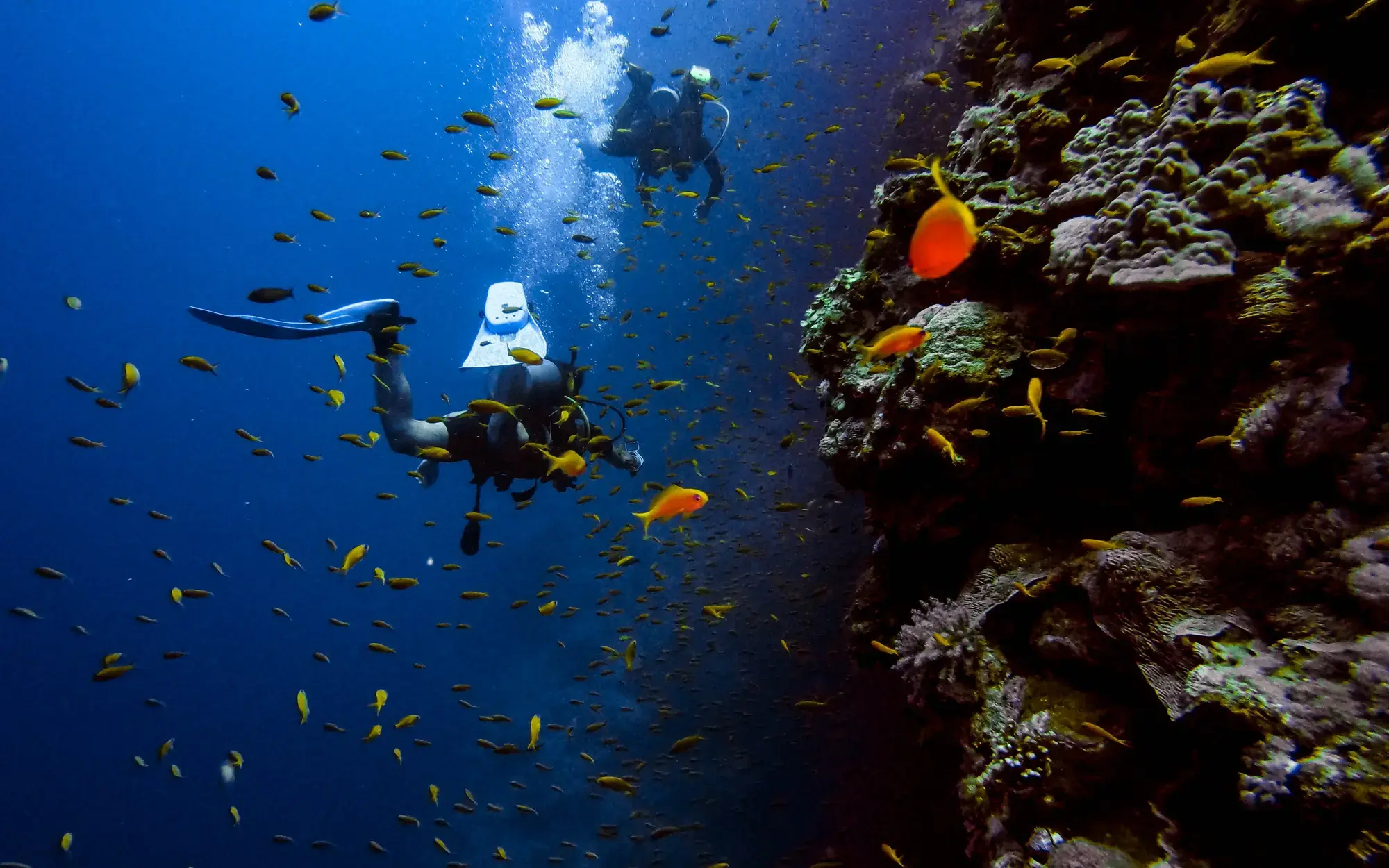 catalina island diving 2