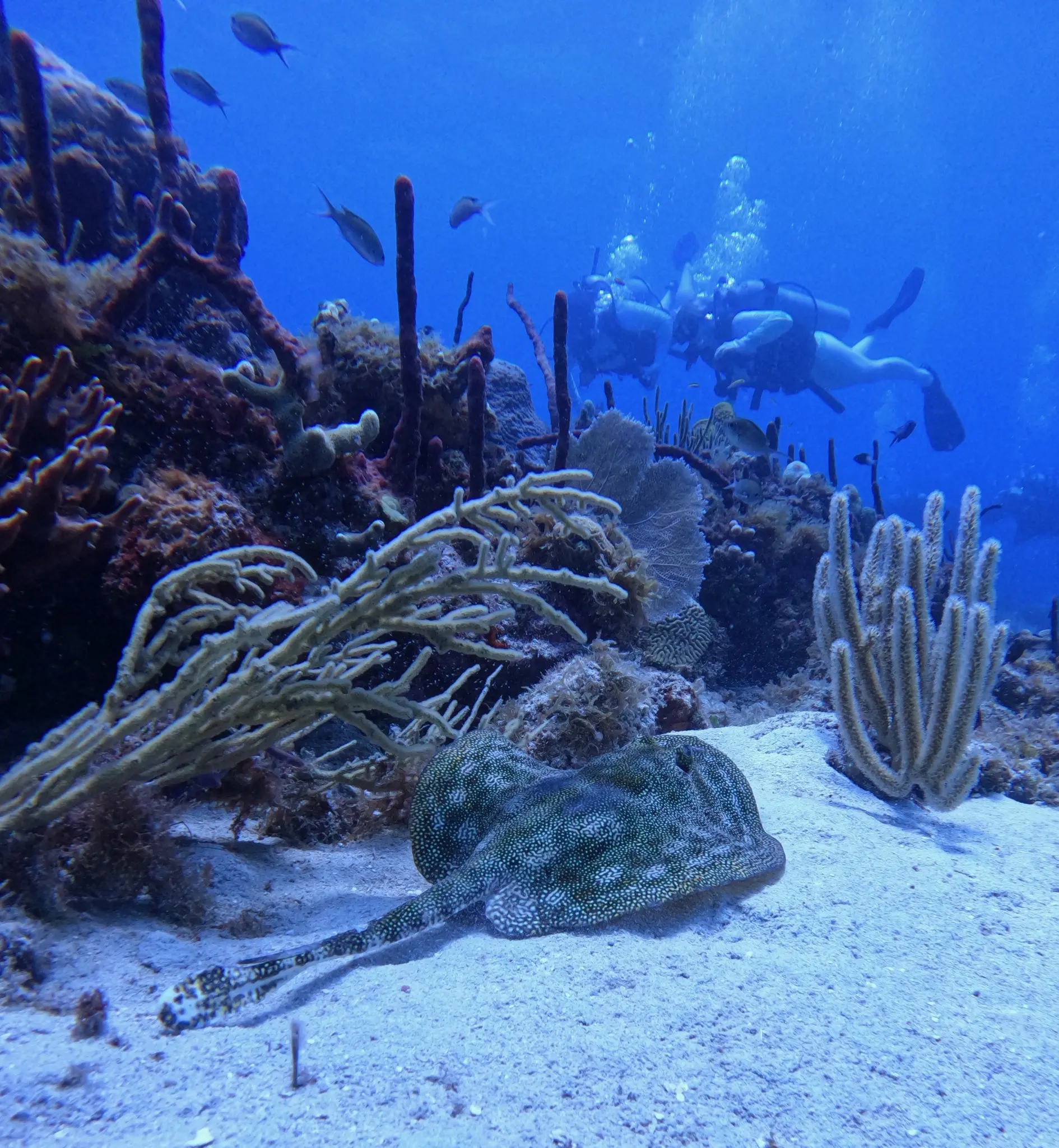 deep diver course 4