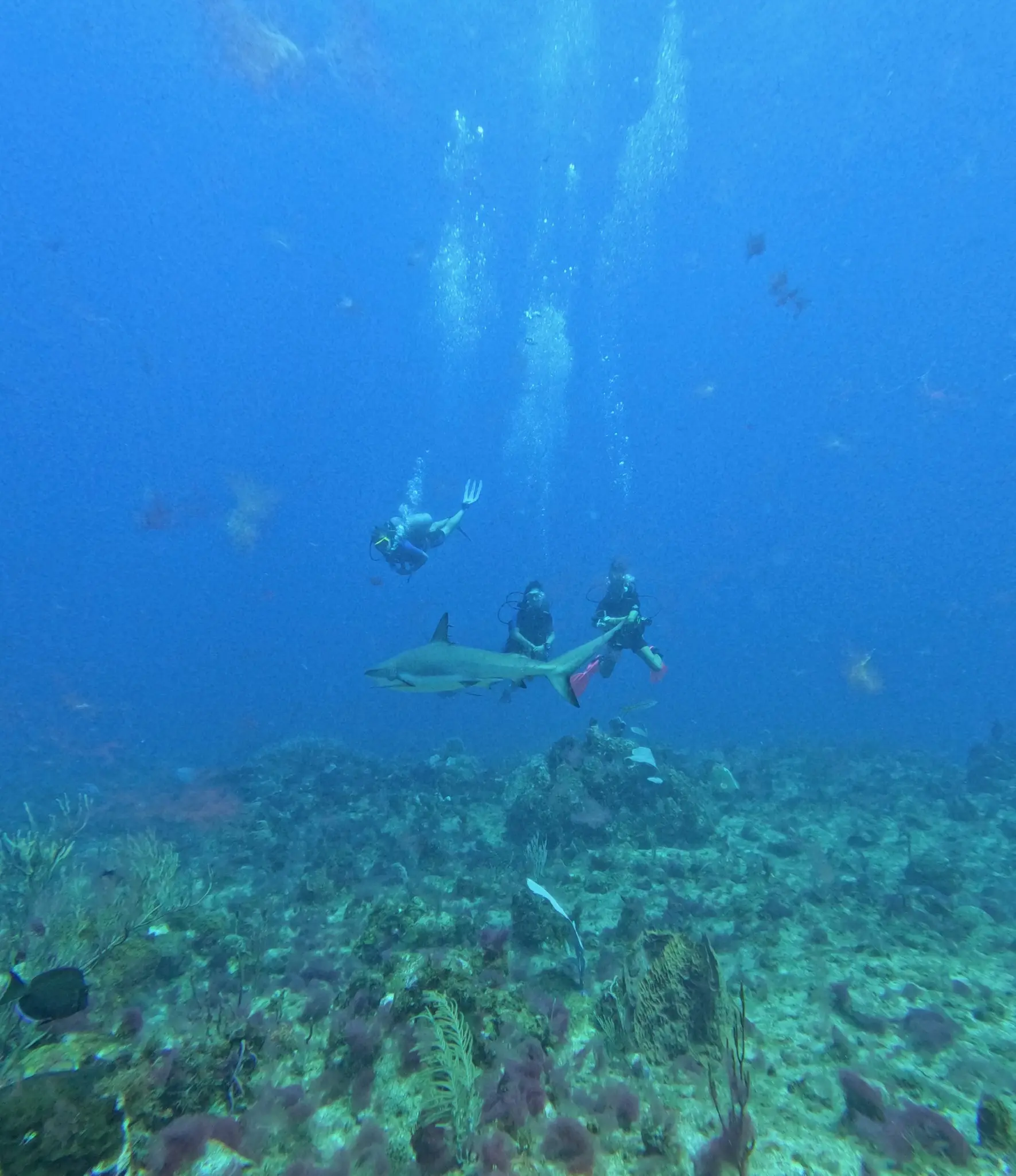 deep diver course1