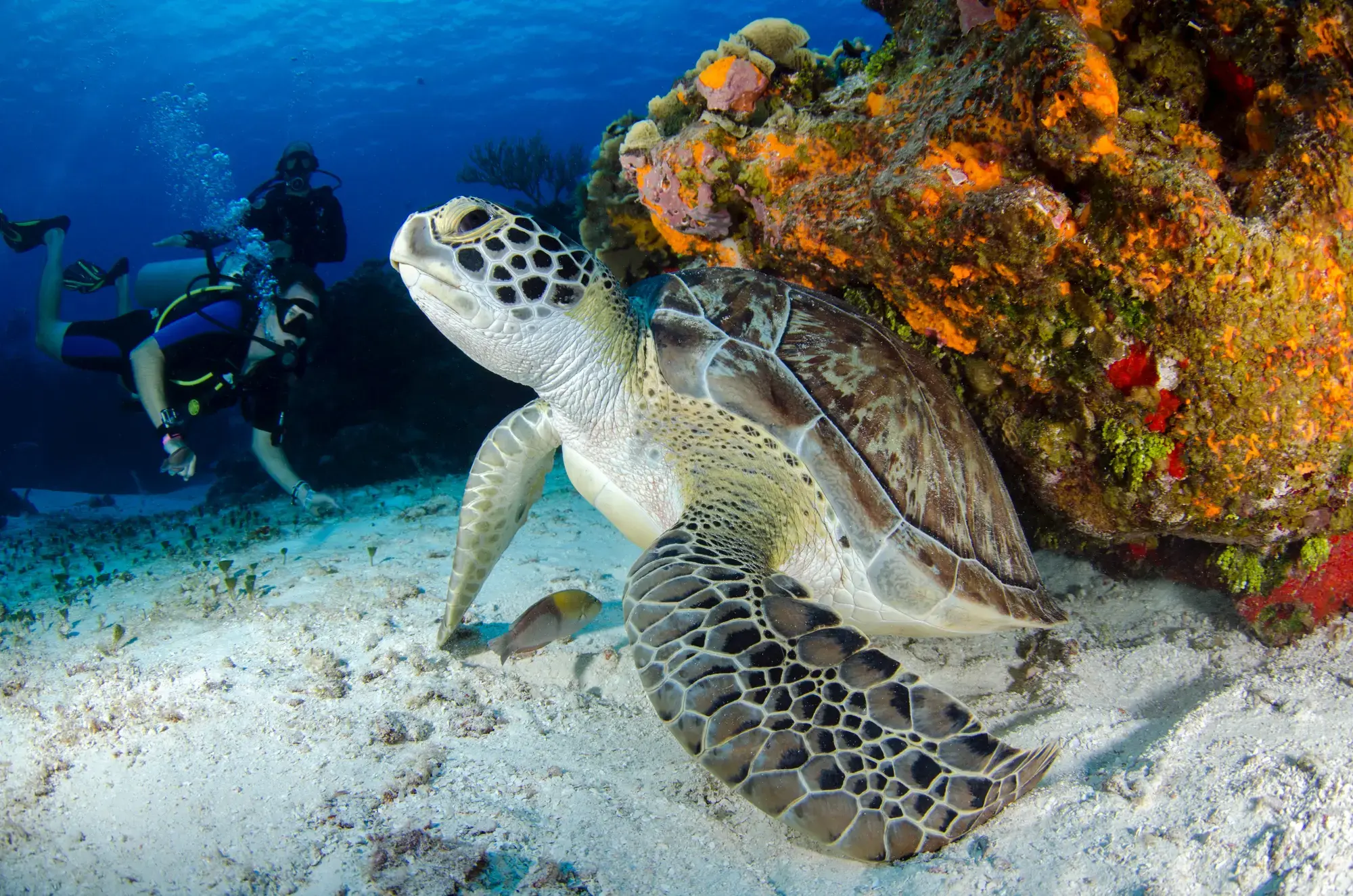 scuba diver 2